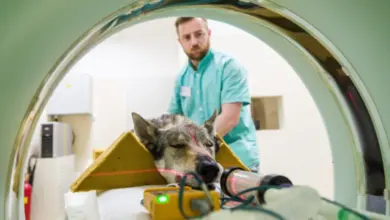 Pes v magnetické rezonanci pro diagnostiku neurologických onemocnění.