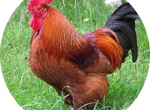 Kokrhající kohout na trávníku v přírodě.