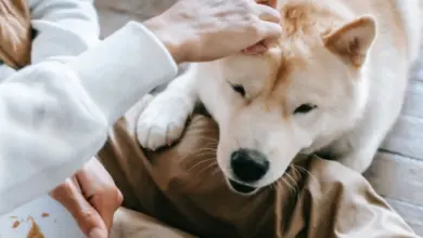 Osoba hladí psa, který leží na podlaze s miskou jídla.
