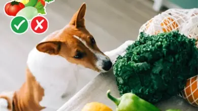 Štěně yorkie čichá zeleninu na stole s ovocem.