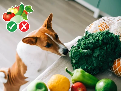 Štěně yorkie čichá zeleninu na stole s ovocem.