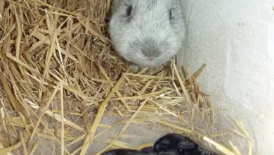 Matka králík s mláďaty v hnízdě se slámou.