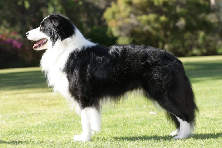 Adult border collie