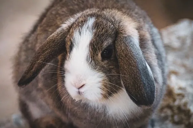 Králík beran s dlouhými ušima, typický pro toto plemeno.