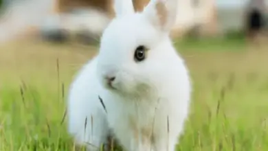 Bílý králík sedí na trávě venku.