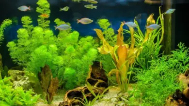 Ryby plavou v akváriu s rostlinami bez viditelného filtru.
