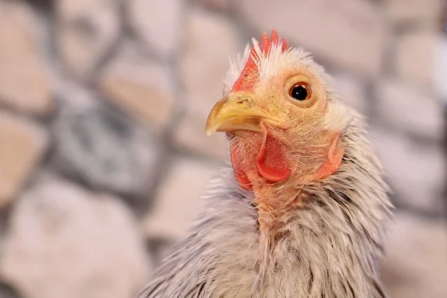 Mladé kuře s poškozeným peřím na kamenném pozadí.