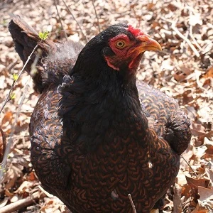 Hen with speckled feathers
