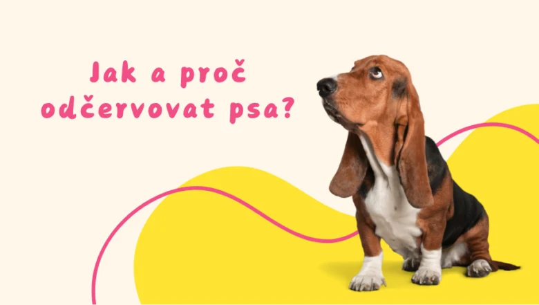 Psa sedícího na žlutém pozadí s českým textem o odčervování.