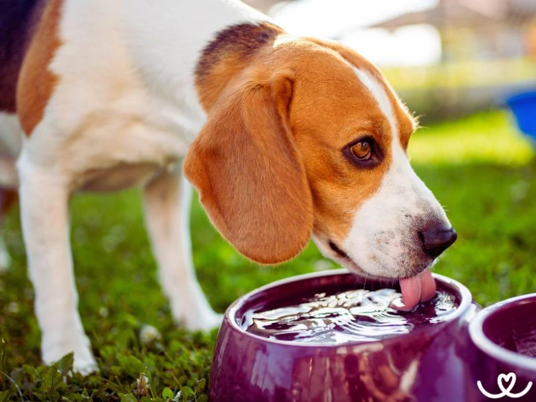 Beagle štěně pije vodu z misky na trávníku.