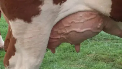 Detail vemene dojnice s viditelnými bradavkami na trávníku.