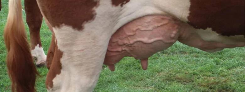 Detail vemene dojnice s viditelnými bradavkami na trávníku.