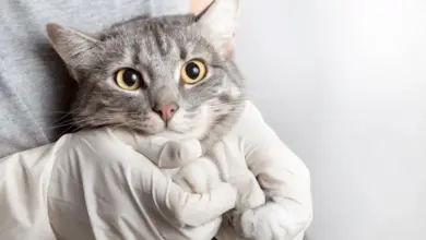 Šedá kočka držená rukama v lékařských rukavicích při veterinárním vyšetření.