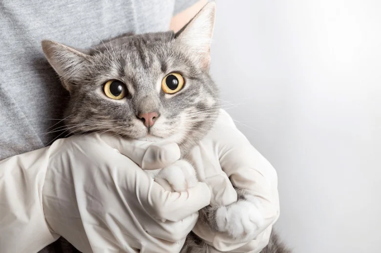 Šedá kočka držená rukama v lékařských rukavicích při veterinárním vyšetření.