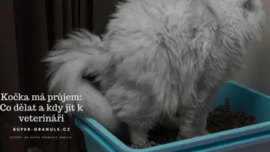 Bílá kočka v krabici s pískem pro záchod