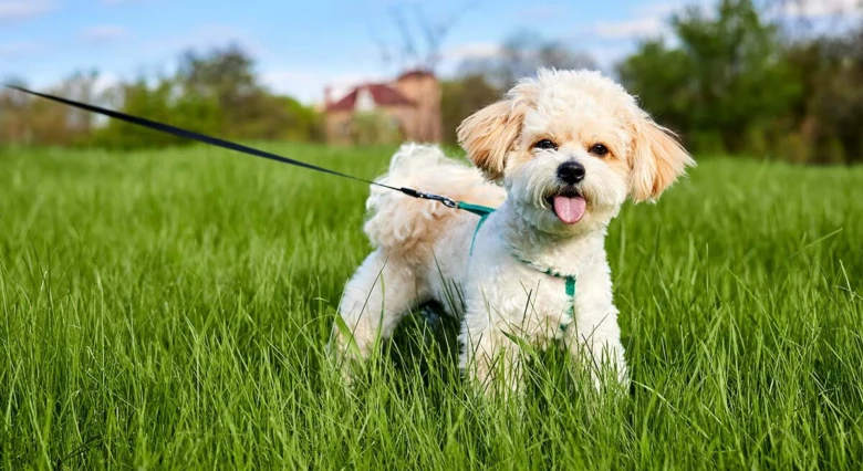 Šťastný maltipoo štěně stojí na trávníku s vodítkem.