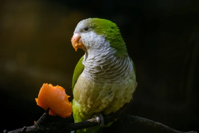 Zelený papoušek drží kus oranžového ovoce na větvi.