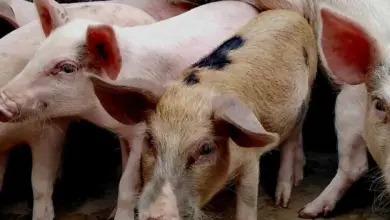 Skupina prasat v chovu na farmě.