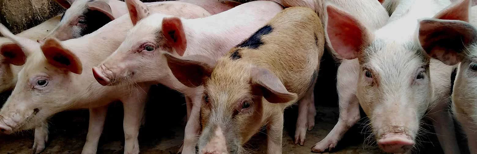 Skupina prasat v chovu na farmě.