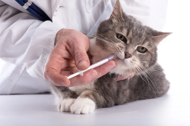 Veterinář podává kočce lék na červy pomocí injekční stříkačky.