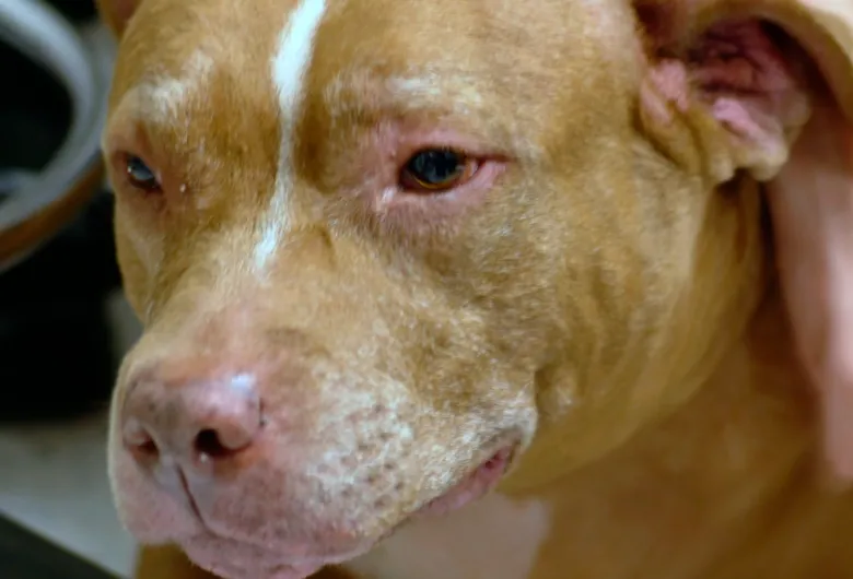 Pitbull pes s příznaky kožního onemocnění na obličeji.