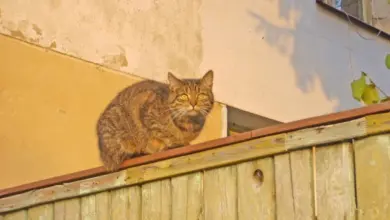 Kočka sedí na plotu, neukazuje zlomeninu ocasu.