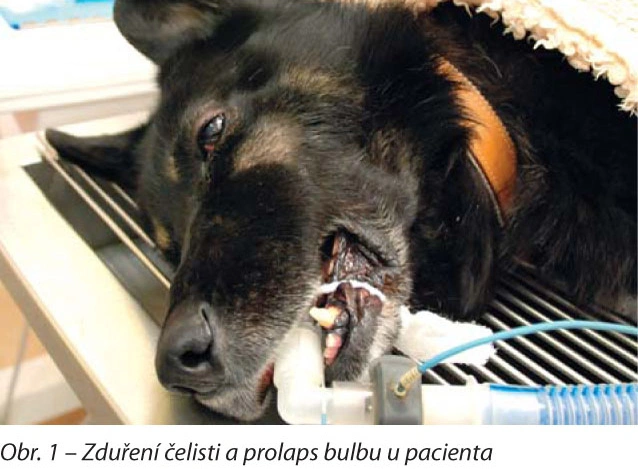 Pes s nádorem horní čelisti a prolaps bulbu