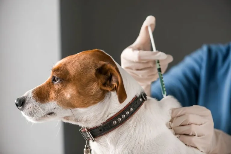 Pes dostává očkování od veterináře v rukavicích.