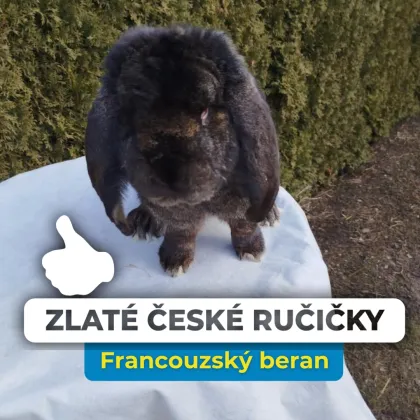 Černý francouzský beran stojí na bílém plátně venku.