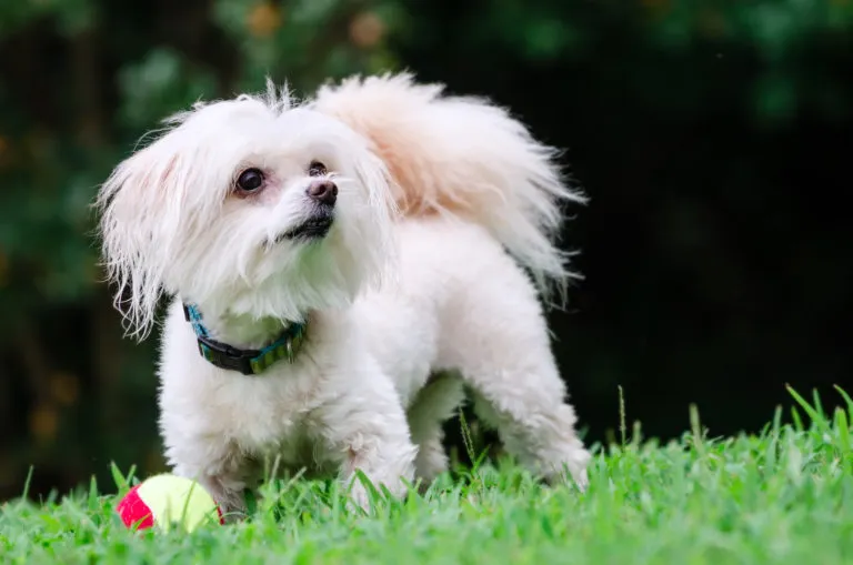 Bílý maltipoo stojí na trávě s tenisovým míčem.