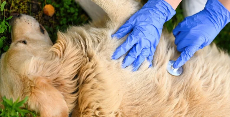 Veterinář poslouchá srdce psa pomocí fonendoskopu