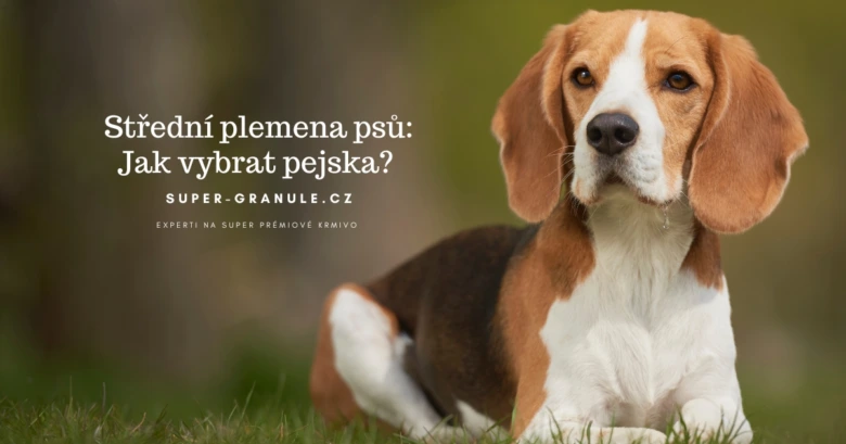 Beagle štěně leží na trávě a dívá se do kamery.