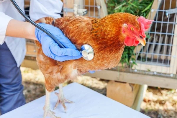 Veterinář zkoumá kuře pomocí fonendoskopu při vyšetření.