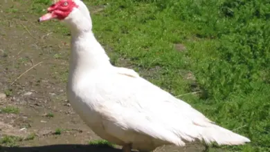 Bílá kachna mularda stojí na zemi vedle trávy.