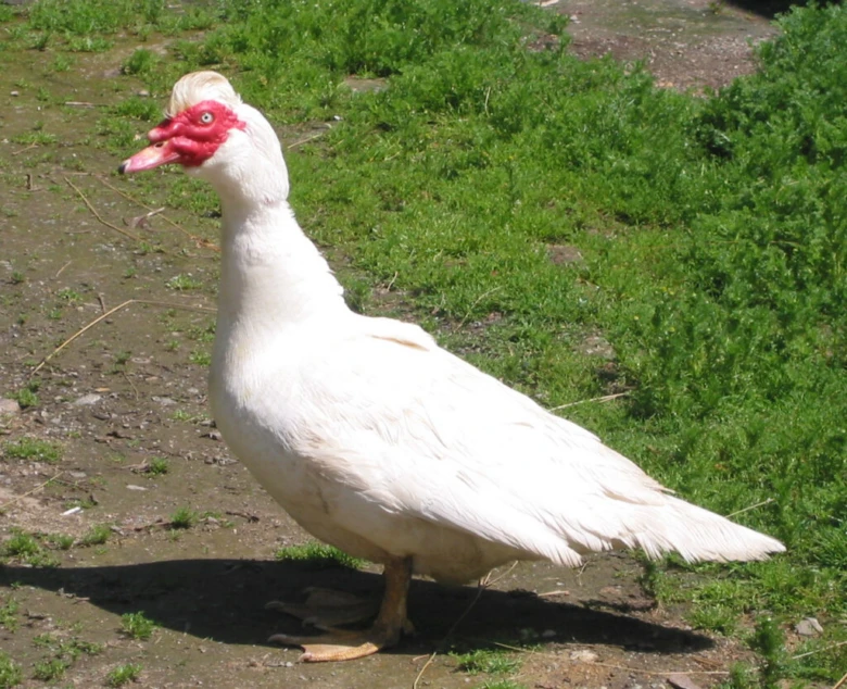 Bílá kachna mularda stojí na zemi vedle trávy.