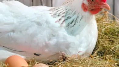Bílá slepice sedí na hnízdě s třemi svými vejci.