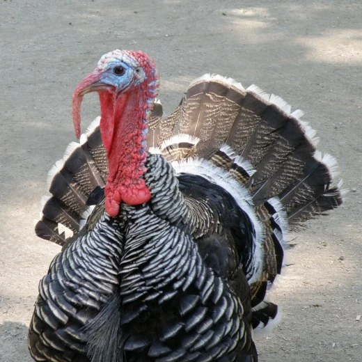 Mužská krůta v plném rozletu peří na pozadí.