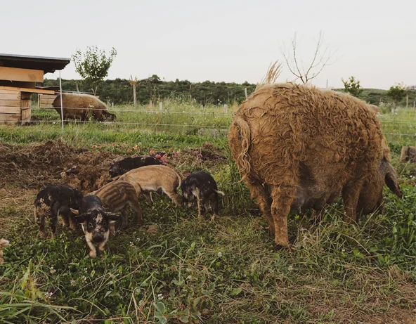 Velká prasice plemene mangalica s mláďaty na pastvě.