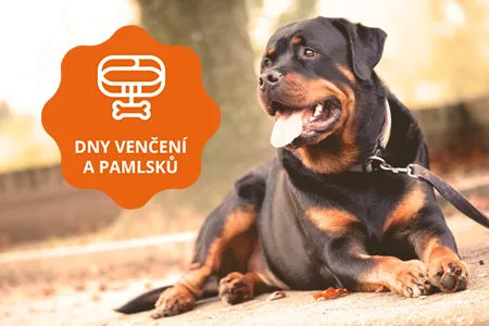 Rottvejler sedí venku s nápisem o procházkách psů.