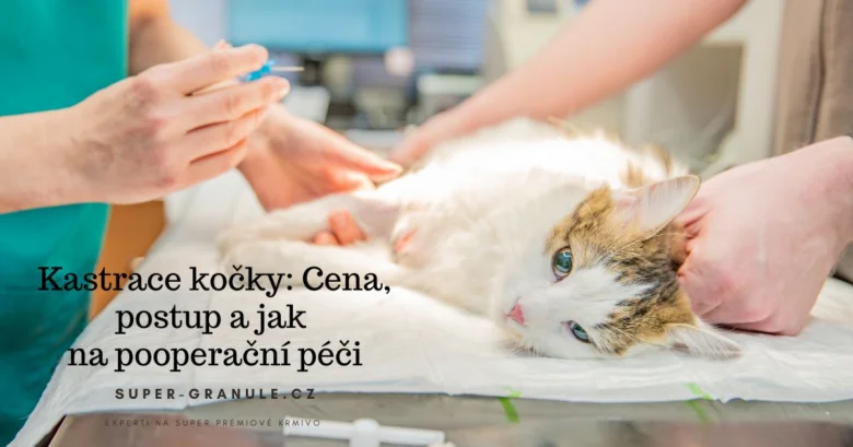 Kočka podléhá veterinárnímu zákroku s rukama personálu.