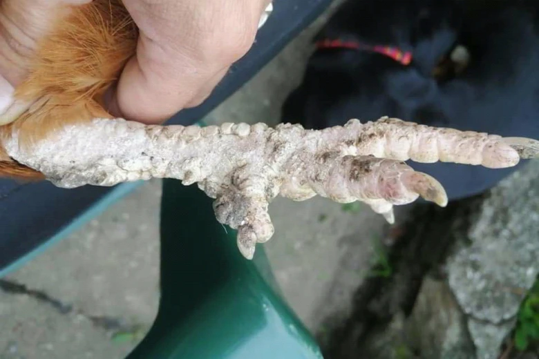 Zdravená noha kuřete s deformitou způsobenou běžným onemocněním.