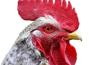 Blízky záběr na hlavu kohouta s červeným hřebenem.