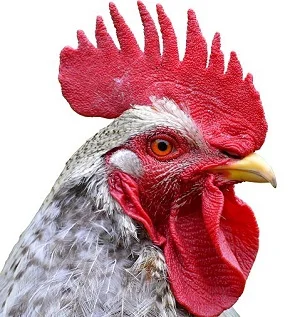 Blízky záběr na hlavu kohouta s červeným hřebenem.