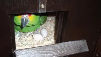 Zelený papoušek sedí v hnízdě s dvěma vejci.