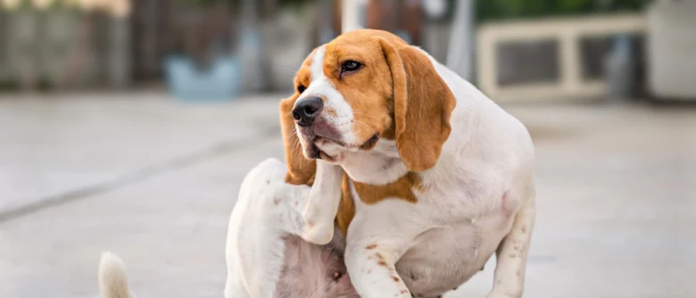 Beagle pes se škrábe a má lupy na kůži.