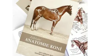 Český veterinární učebnice o základní anatomii a stavbě těla koně.