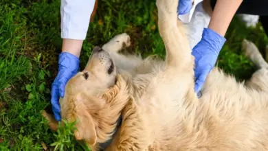 Zlatý retrívr leží na trávě, zatímco veterinář ho vyšetřuje.