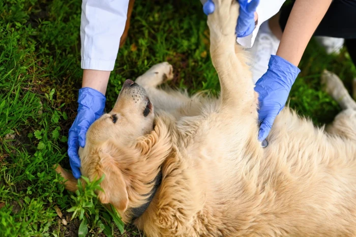 Zlatý retrívr leží na trávě, zatímco veterinář ho vyšetřuje.