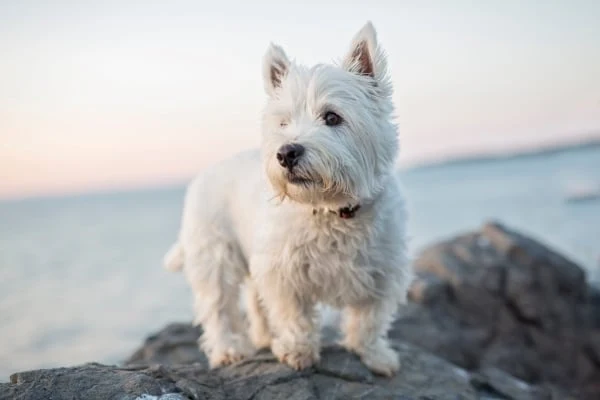 West highland white terrier dog