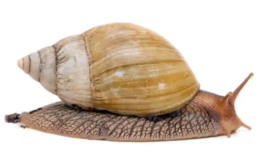 Velký šnek s hnědou skořápou na bílém pozadí.